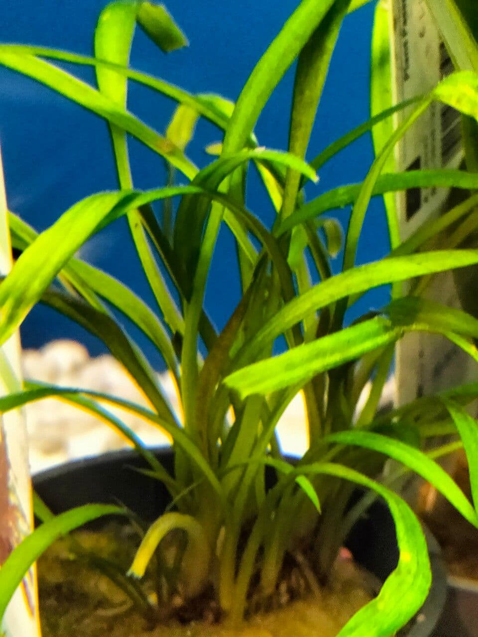 Cryptocoryne