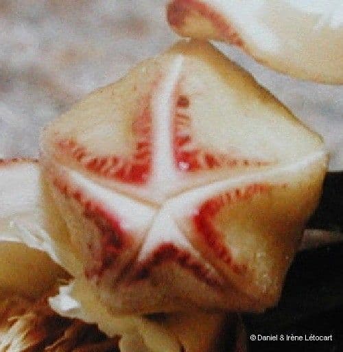 Yate-Elaeocarpus 7