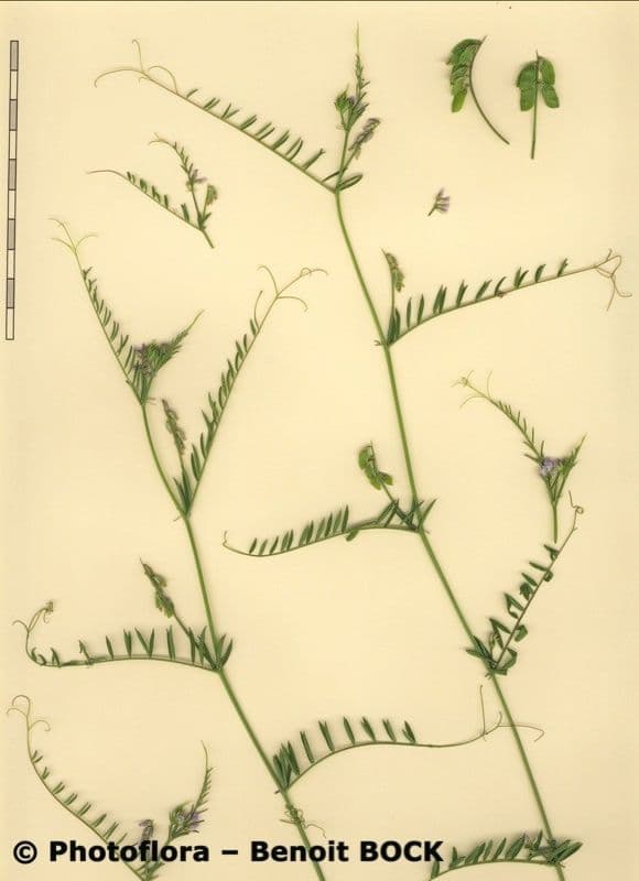 Vesce 21
