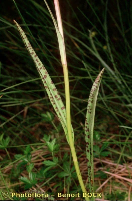 Orchidea macchiata 23