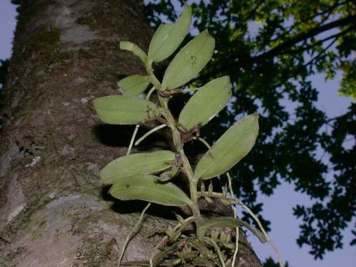 Orchidea 18