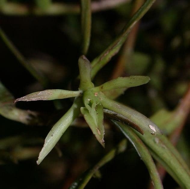 Epidendrum 7