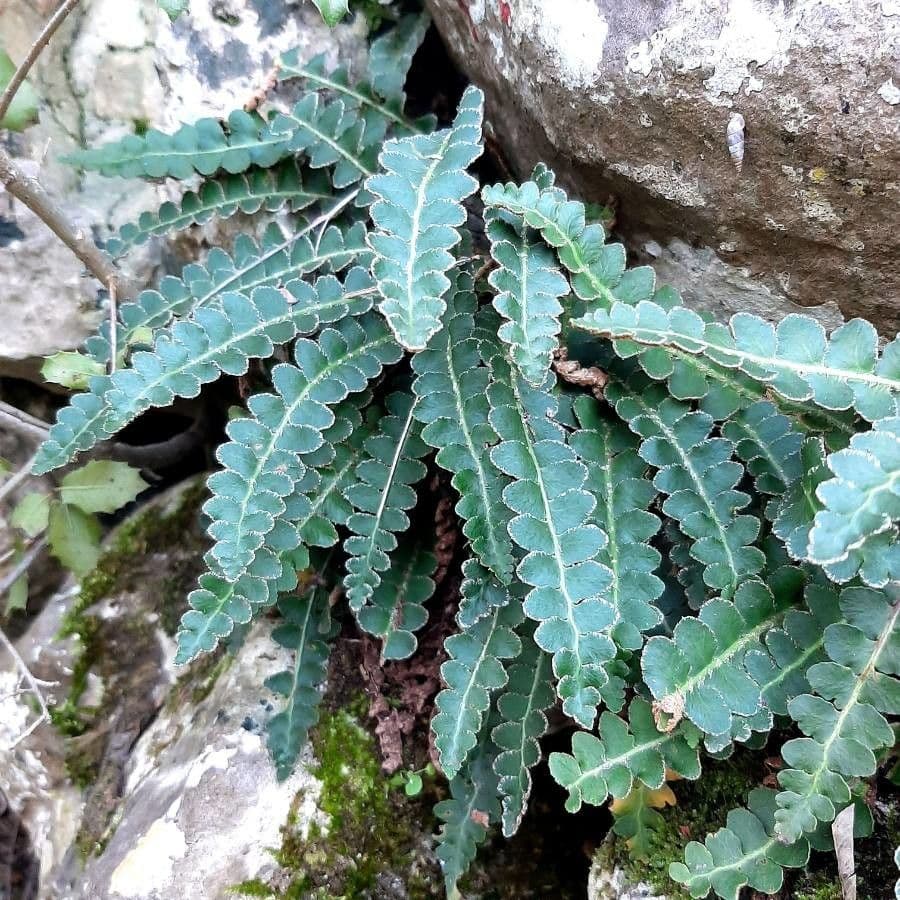 Vetriola comune 6