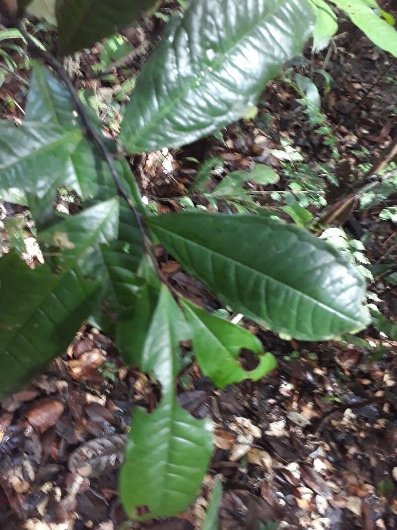 Duguetia 9