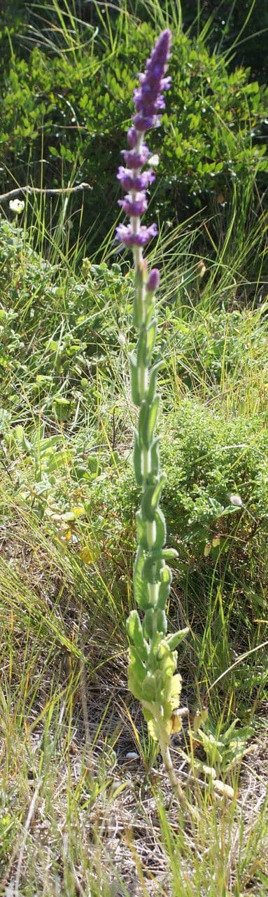 Nepeta tuberosa 7