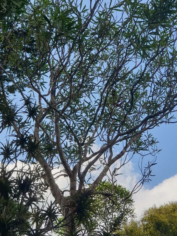 Pseudopanax 4