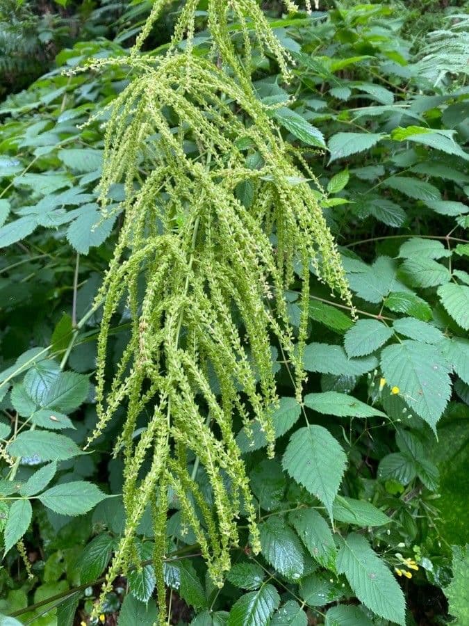 Astilbe giapponese 2