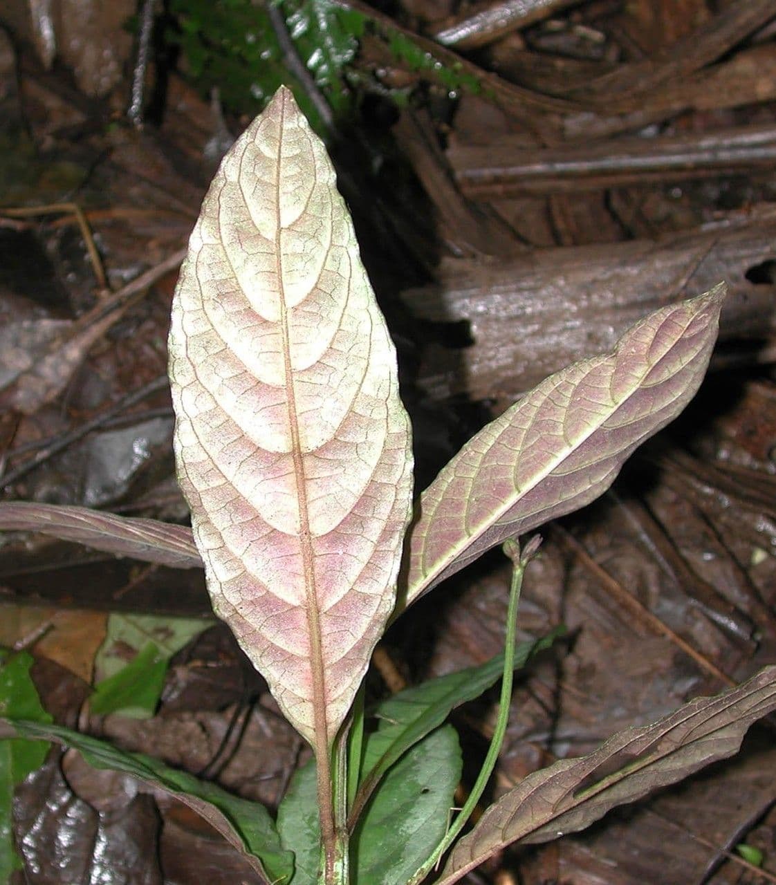 Ruellia 5