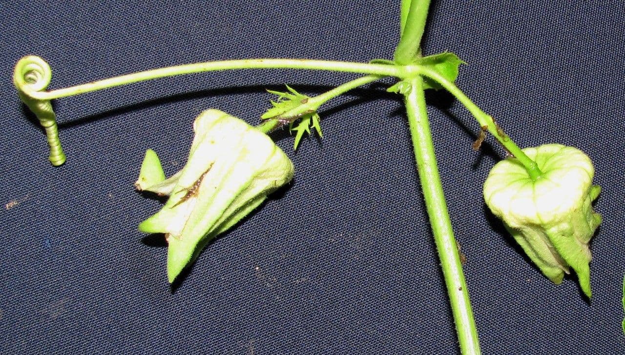 Passiflora 23