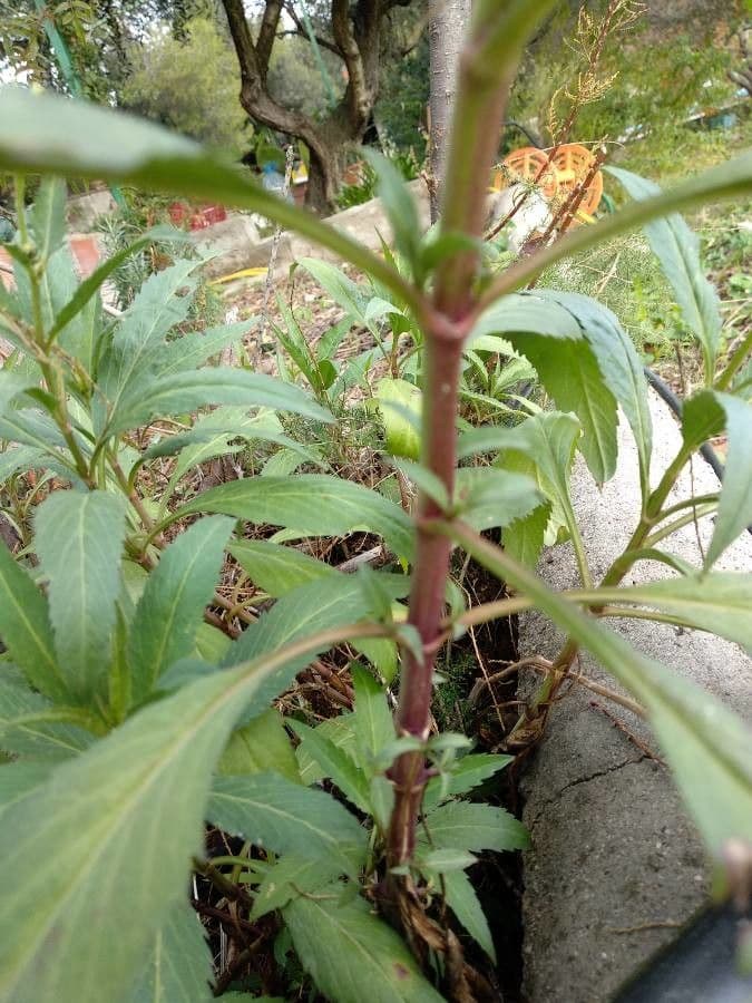 Bidens aurea 21