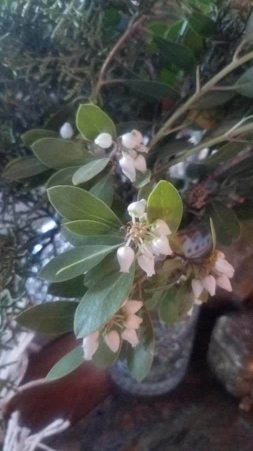Manzanita 9