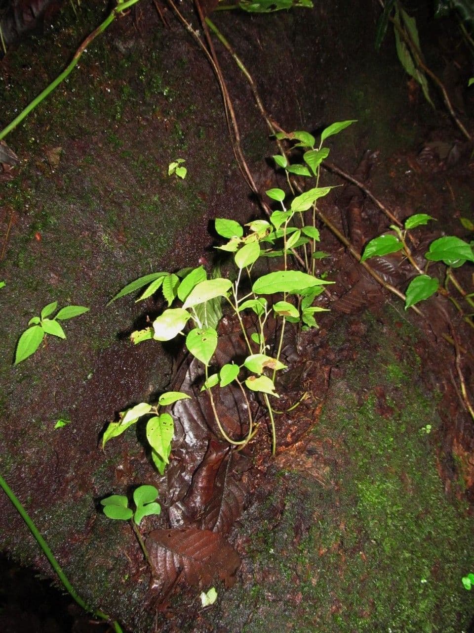 Croton 3