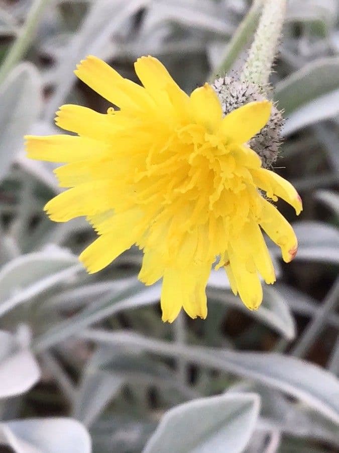 Andryala