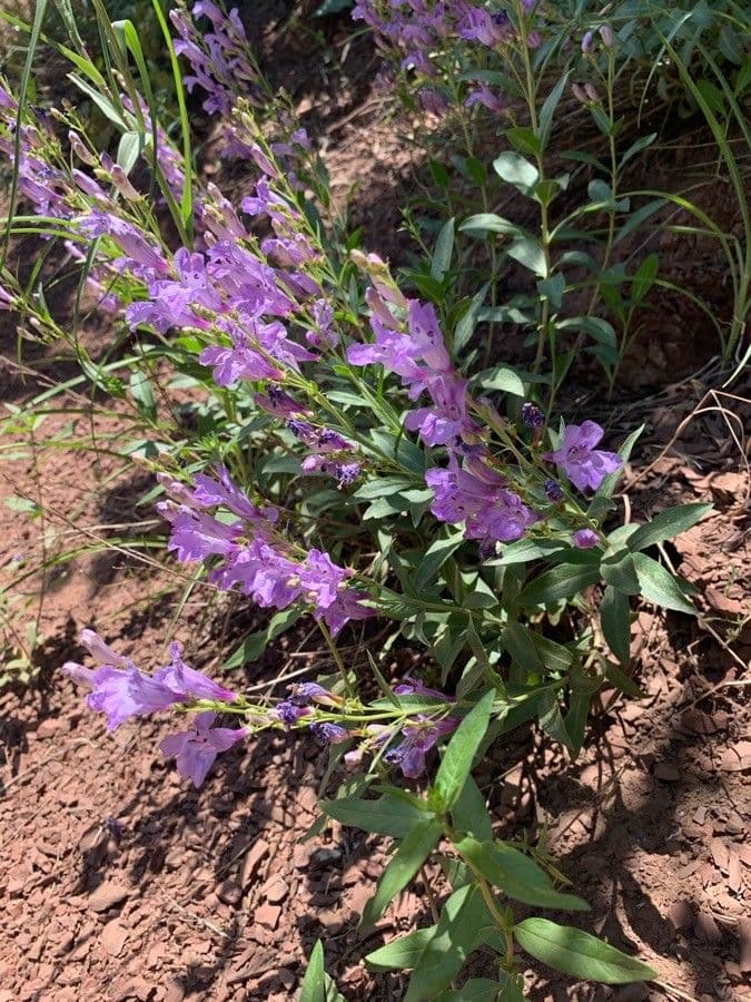 Penstemon