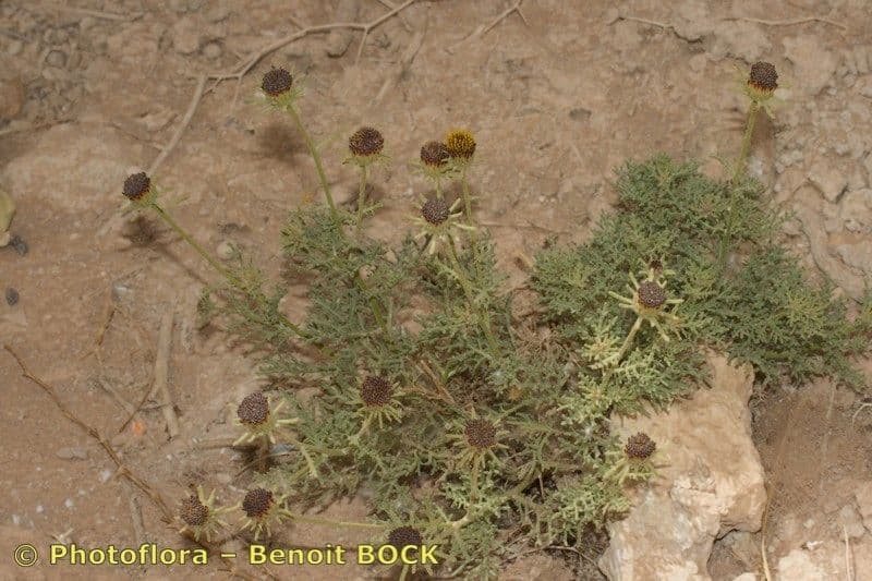 Perralderia 8