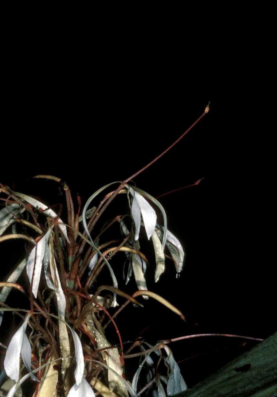 Hedychium 2