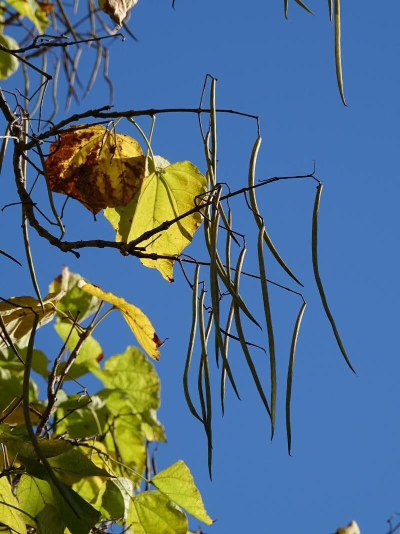 Catalpa comune 26