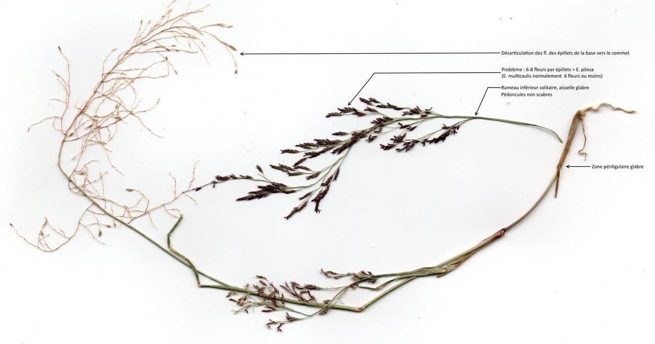 Eragrostis multicaulis 2