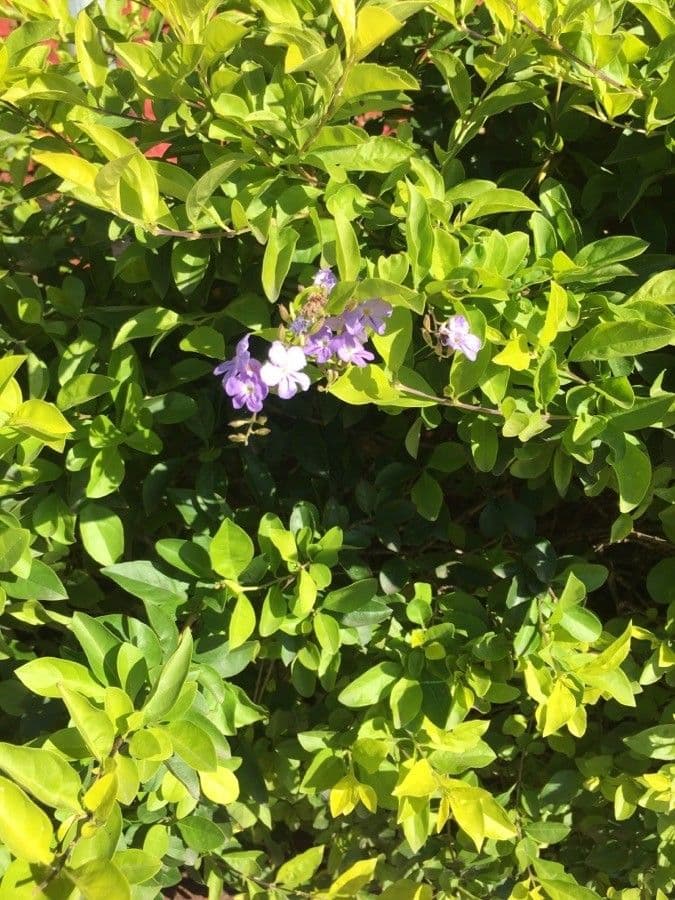 Duranta erecta 30