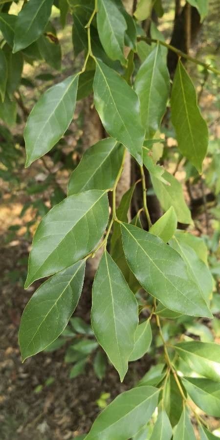 Lindera communis 6