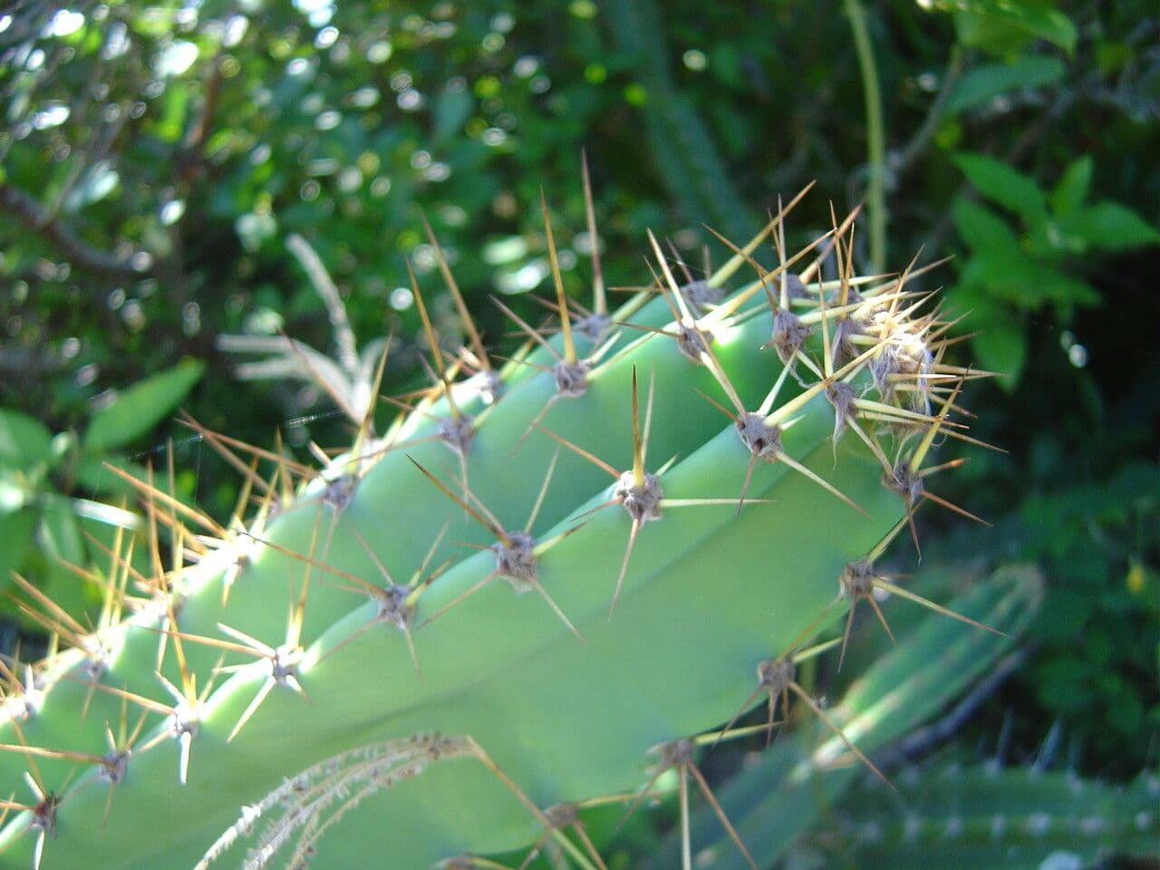 Cereus 6
