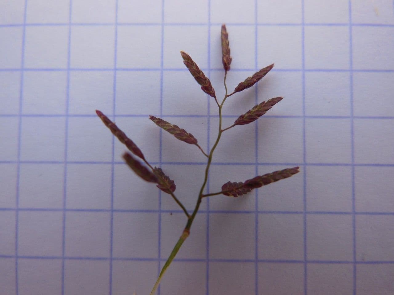 Fienarola minore 24