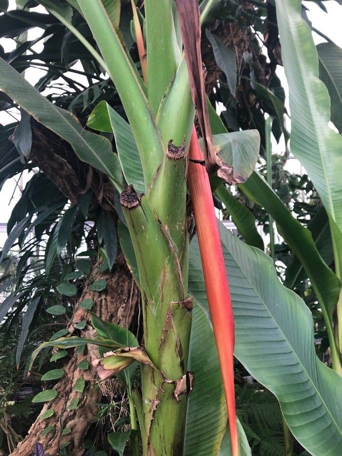 Banane 9