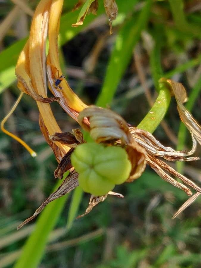 Emerocallide fulva 2