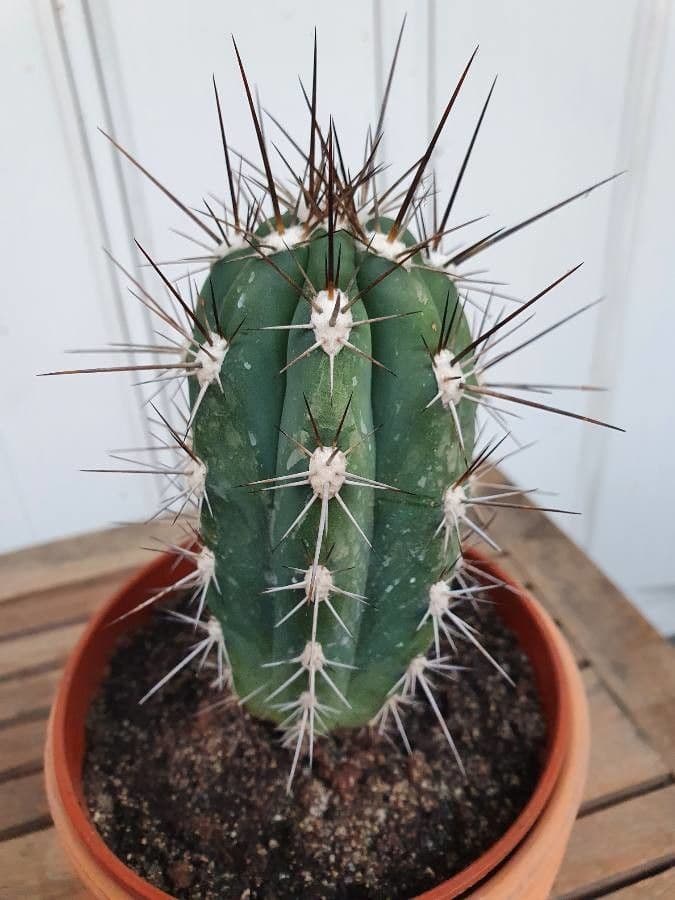 Cactus stuzzicadenti 6