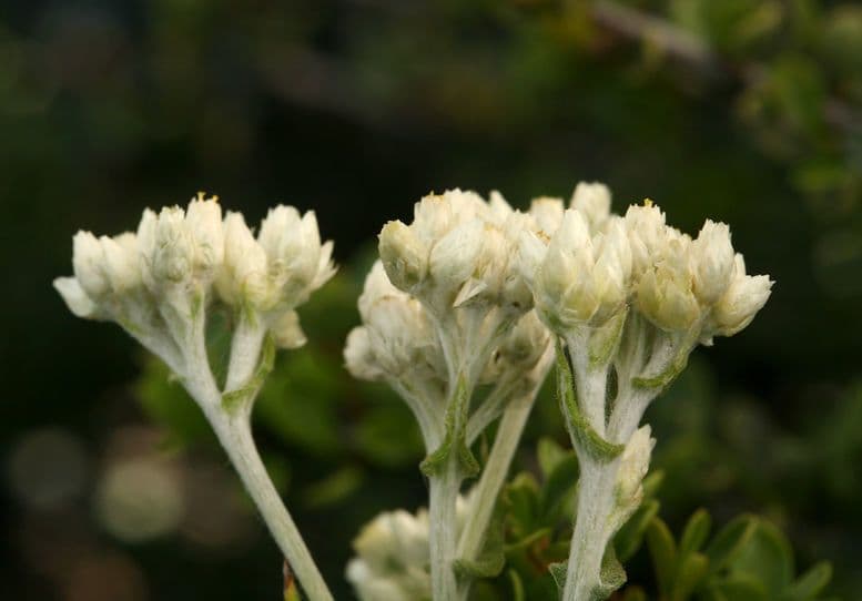 Pseudognaphalium dvubarvé
