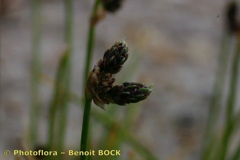 Schoenoplectus setaceus 3