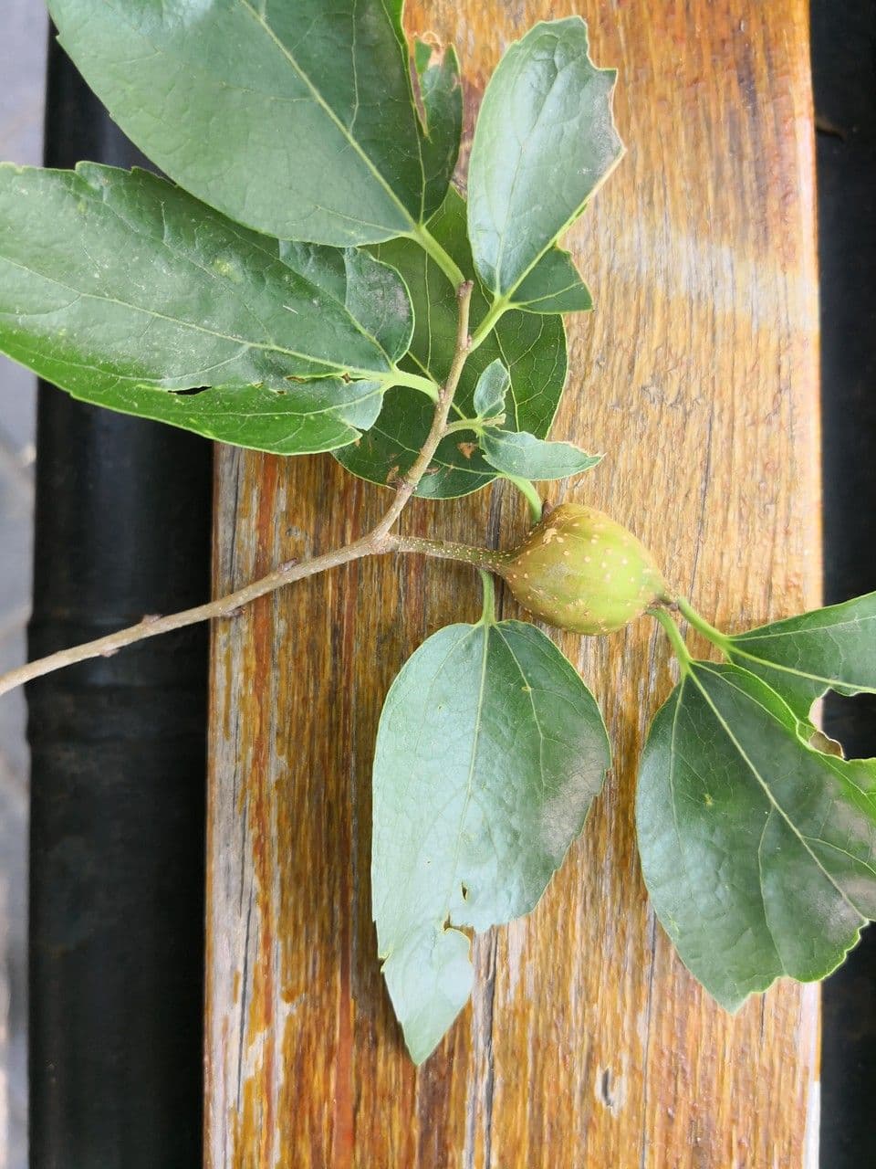 Bagolaro di Bunge 5