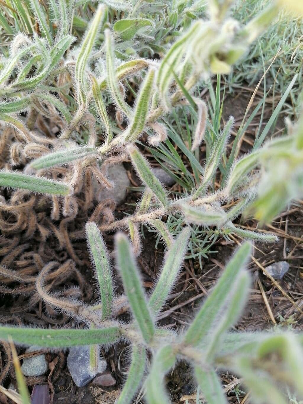 Onosma 15