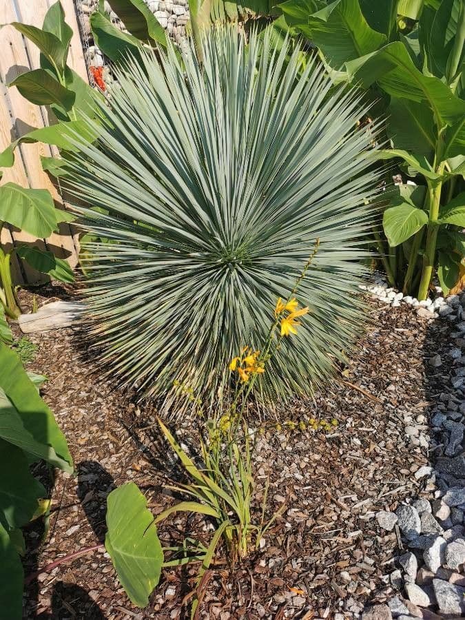 Yucca rostrata 6