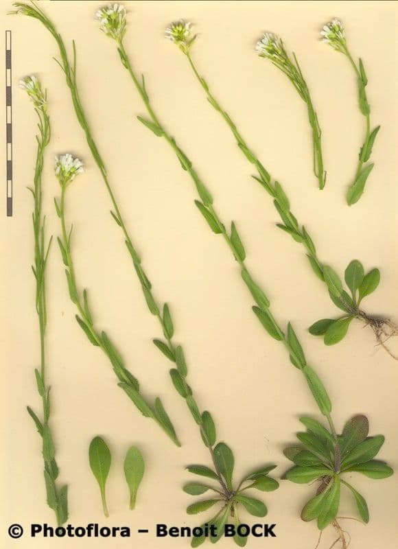 Arabetta irsuta 27