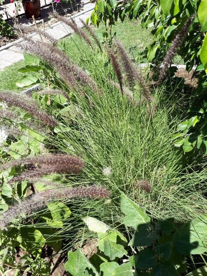 Muhlenbergia 2