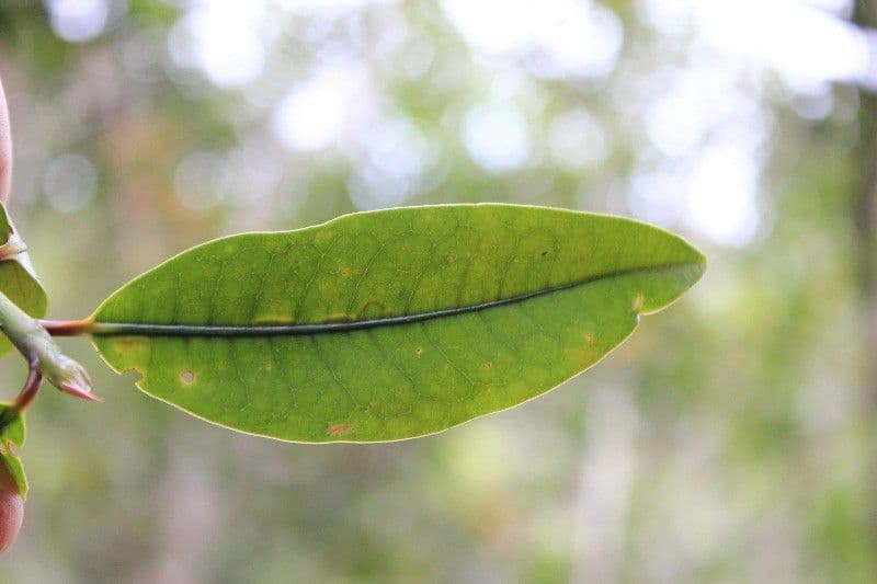 Erythroxylum 11