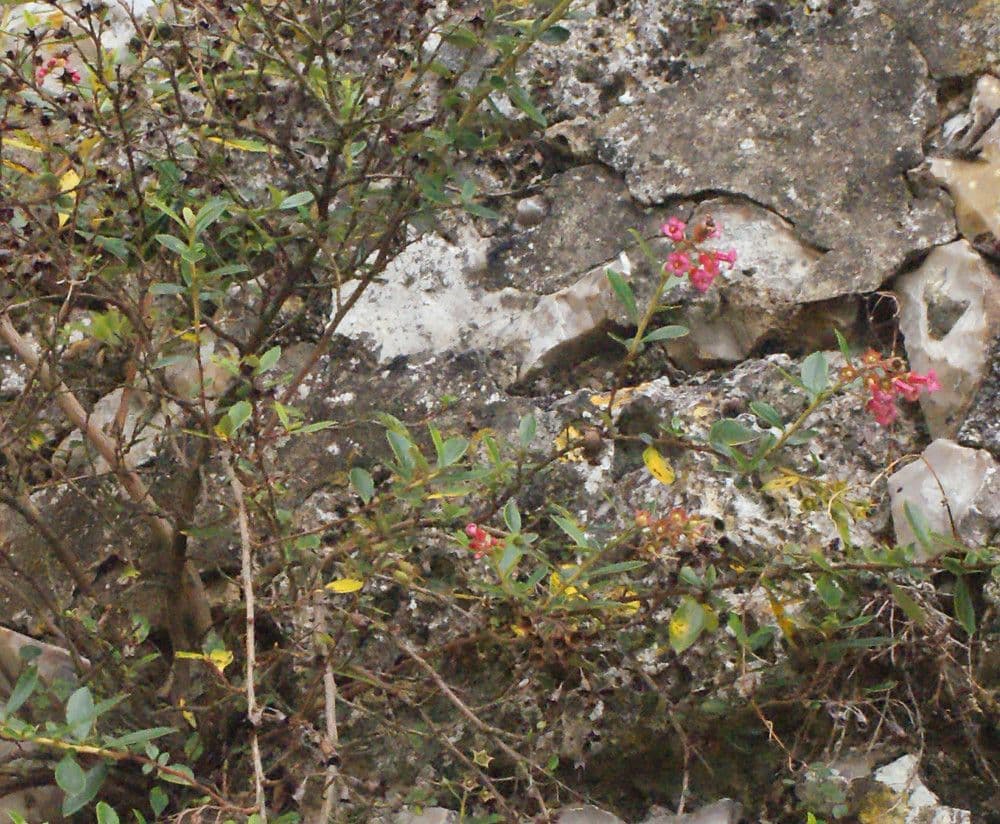 Rote Escallonie 12