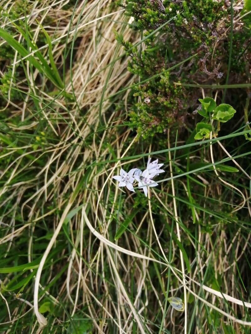 Scilla vernale 7