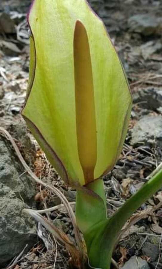 Arum 2