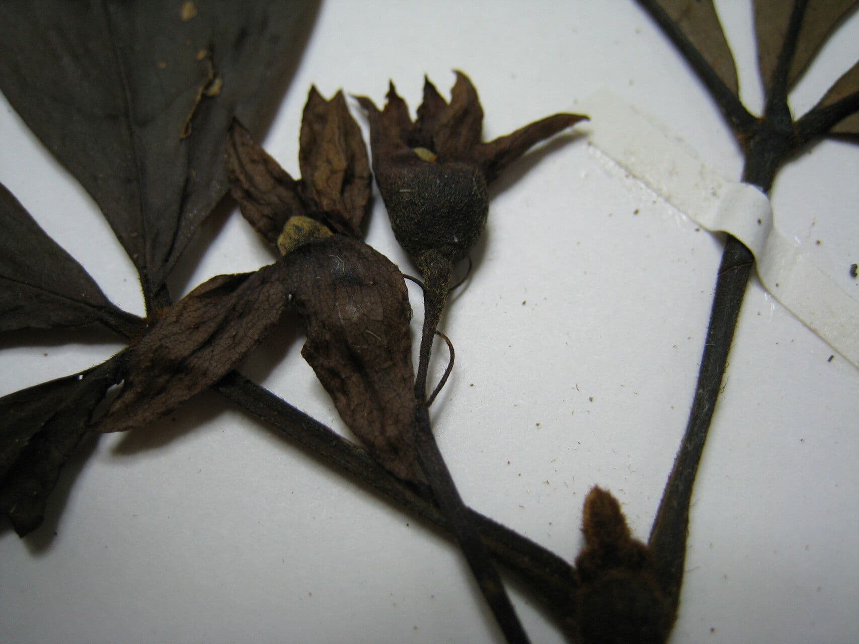 Vitex 6