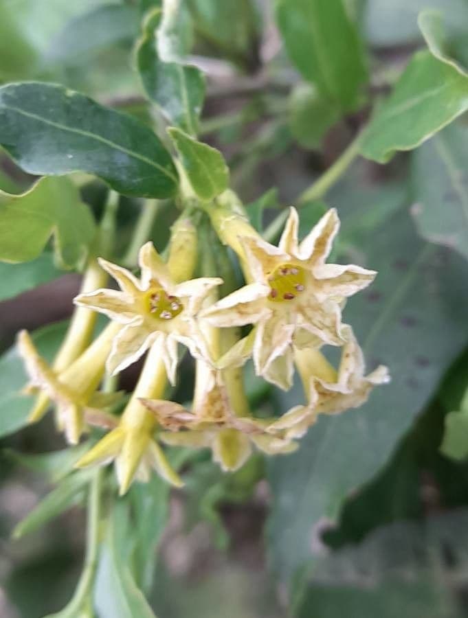 Cestrum