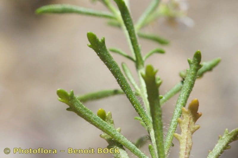 Iberis 6
