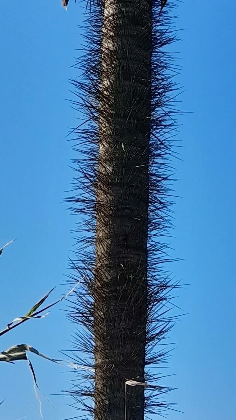 Palma da cocco gialla 15