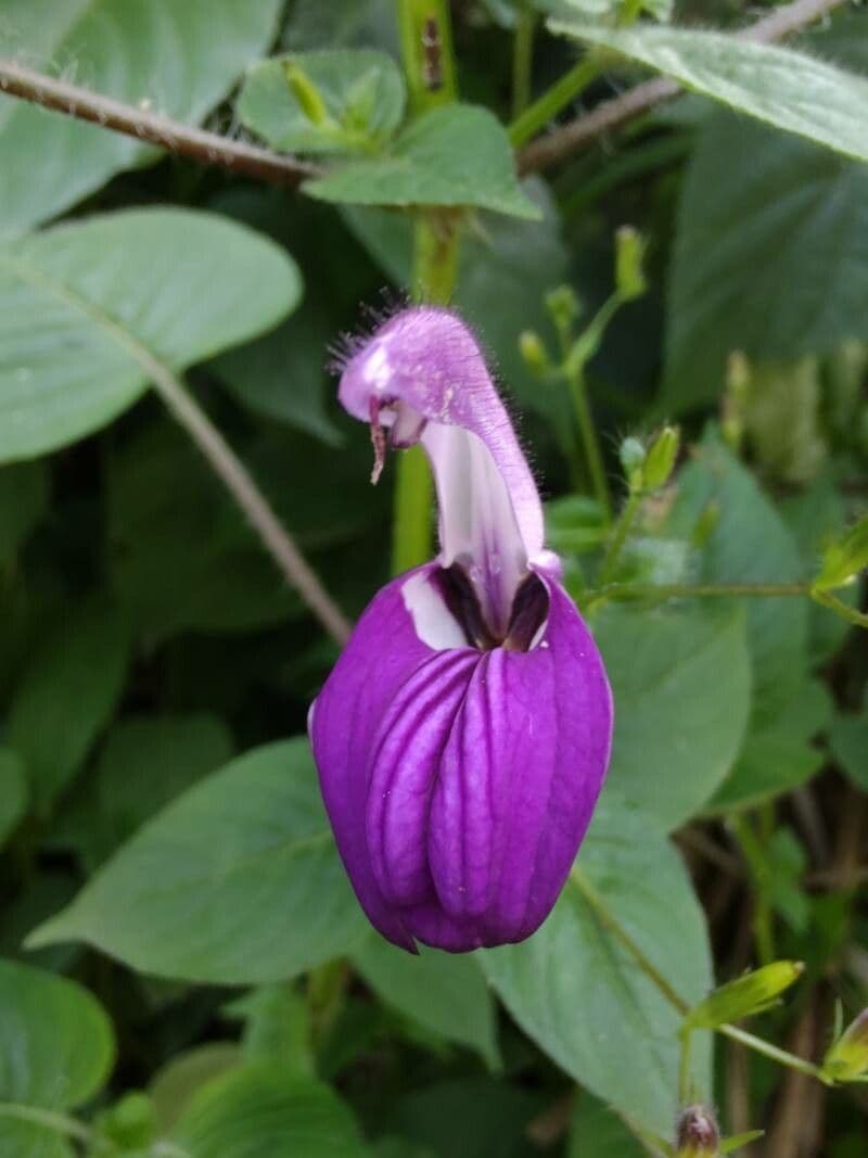 Brillantaisia lamium