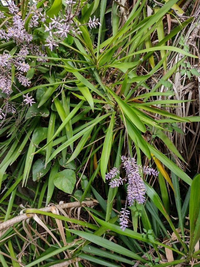 Cordyline stricta 16