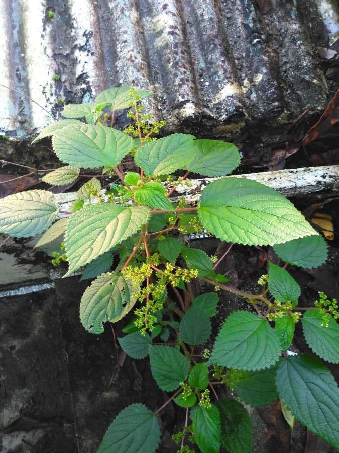 Laportea aestuans 11
