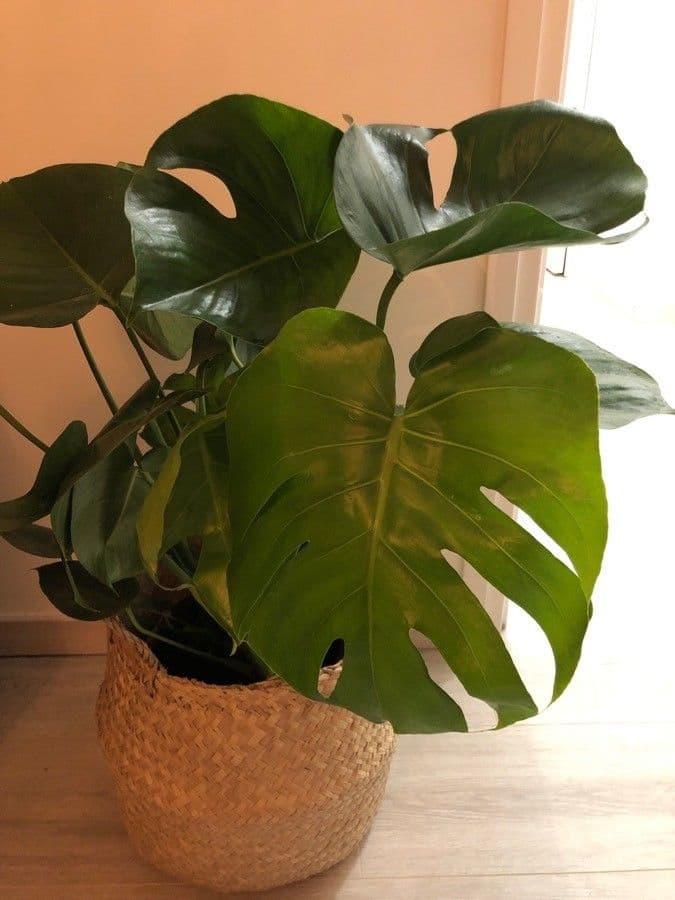 Monstera lahodná 10