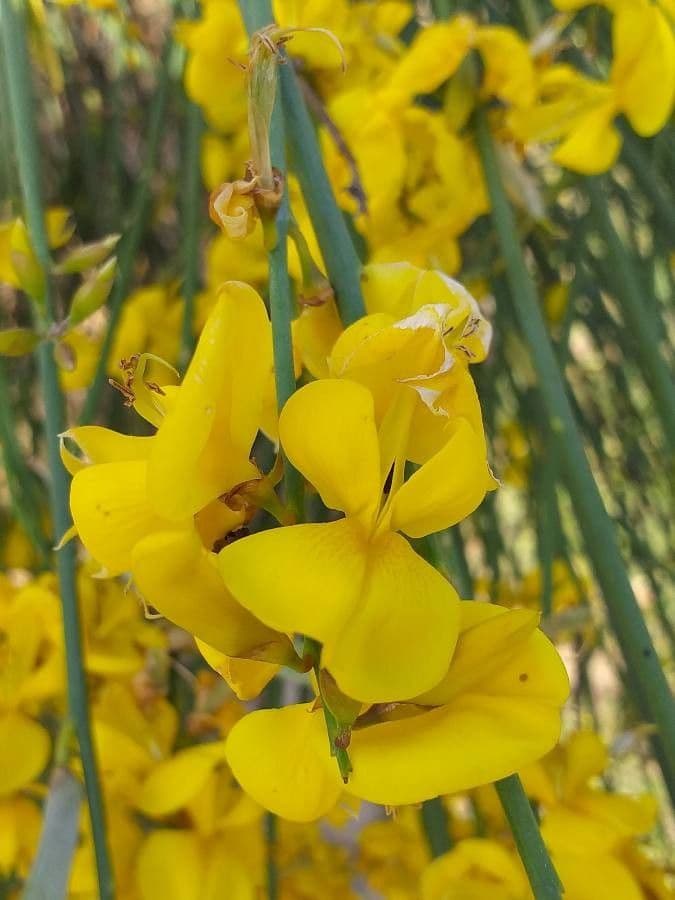 Ginestra odorosa 9
