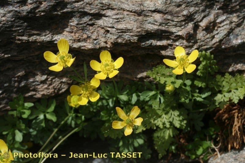 Ranuncolo basso 2
